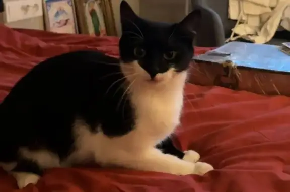 Пропала кошка, Нерчинская ул., Владивосток