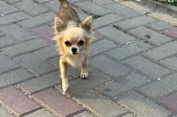 Собака найдена у бульвара Юности, 7, Белгород