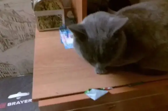 Пропала кошка в Линёво, Волгоградская обл.