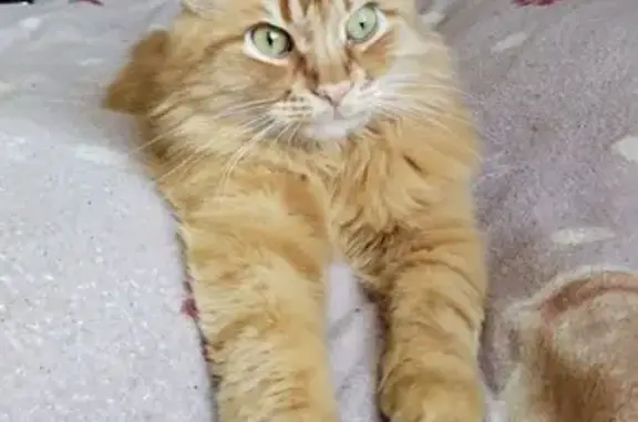 Кошки потеряшки, Таганрог, фото: Потеряшка кот, ул. Свободы 35, Таганрог