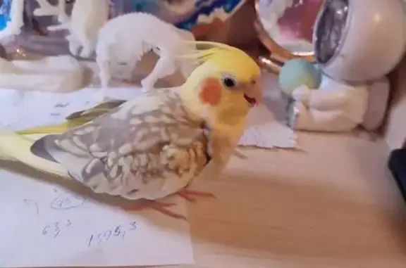 Потерянные животные Западная Двина, фото: Пропала птица: 28Н-0331, Западная Двина