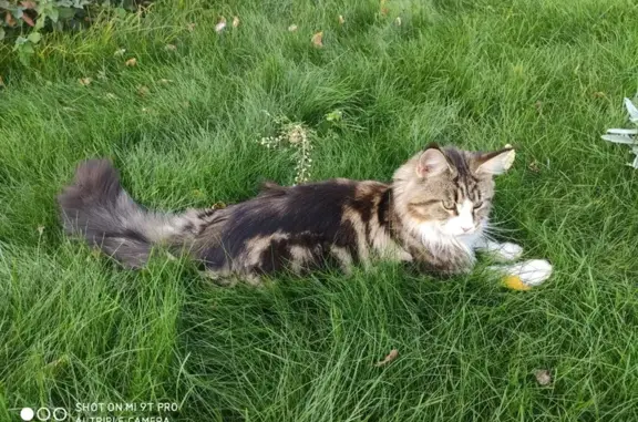 Пропала кошка мейн-кун, МО