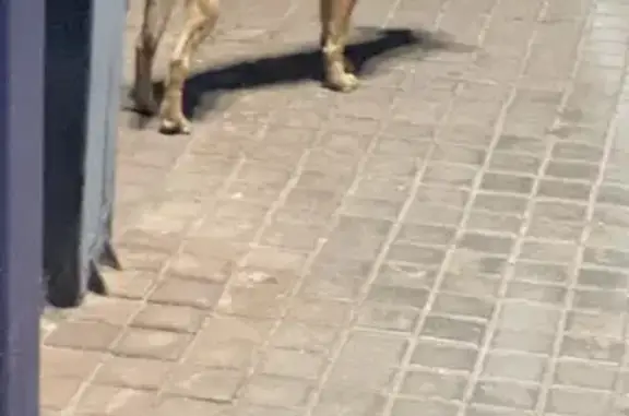 Найдена собака, Долгопрудный, фото: Собака найдена на ст. Водники, Долгопрудный