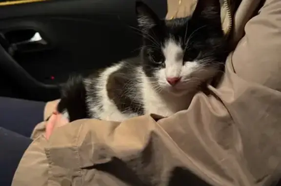 Найдена кошка, Чехов, фото: Кошка найдена в Чехове, с1