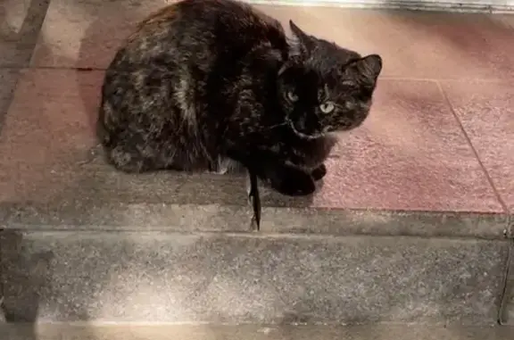 Кошка у Электрозаводской ищет дом