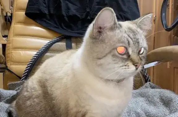 Найденные животные Нижний Новгород, фото: Кошка найдена: Вологдина 5А, Н. Новгород