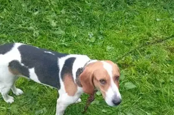 Собаки потеряшки, Верхний Тагил, фото: Потеряшка собака, Ново-Уральская 29, В. Тагил