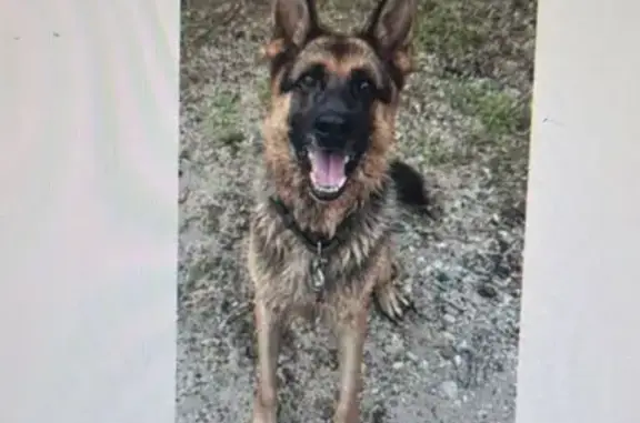 Собаки потеряшки, , фото: Потеряшка собака, Центральная ул. 82А, Троицкое