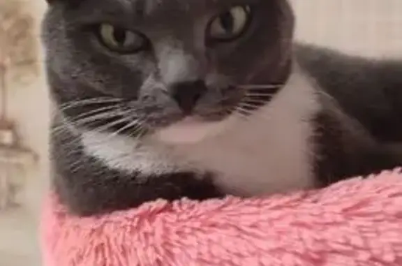 Пропала кошка, Лисицкого 9Б, Омск