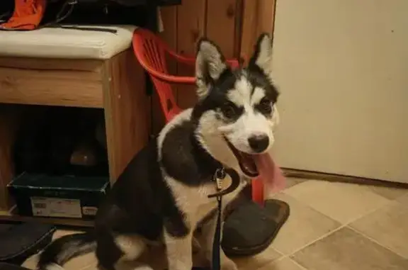 Найдена собака, Химки, фото: Собака найдена: Пионерская 1, Химки