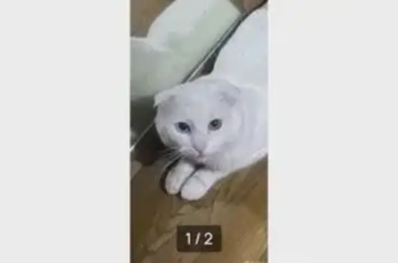Пропал кот, Пятигорск, Набережная 30а