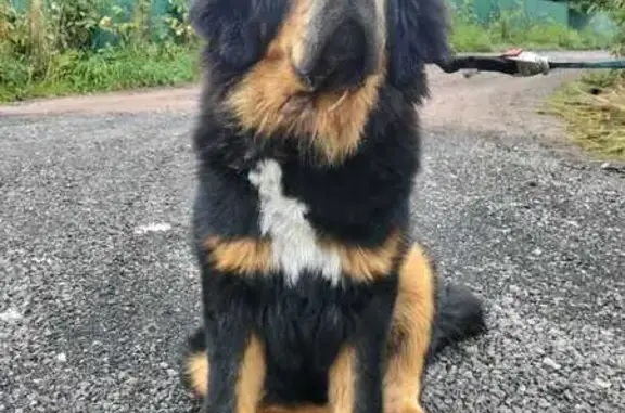 Собаки потеряшки, Ленинградская область, фото: Потеряшка собака, Ропшинское с/п, Ленобласть