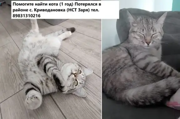 Пропала кошка, Криводановский с/с, НСО