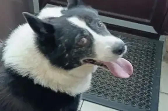 Лайка найдена на Физической улице, Троицк