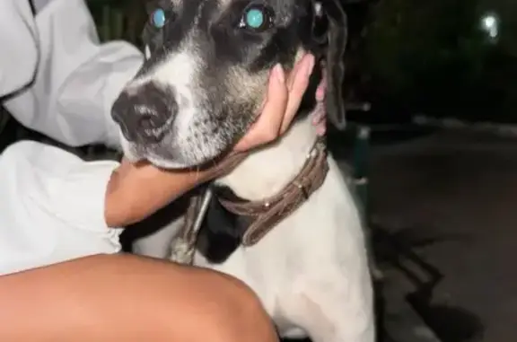 Собака найдена, ул. Революции 7, Сочи