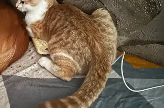 Кошки потеряшки, Приморский край, фото: Потеряшка кошка, Артём, Приморский край