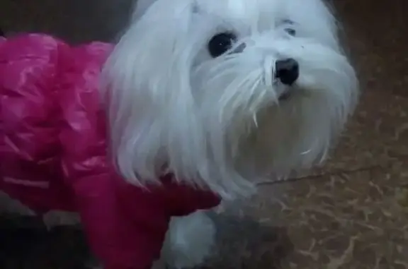 Собаки потеряшки, Волжский, фото: Потеряшка собака, ул. Карбышева 81, Волжский