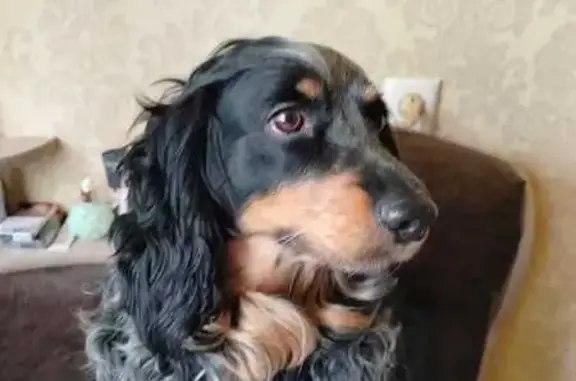 Пропала собака в Дырносе, Сыктывкар