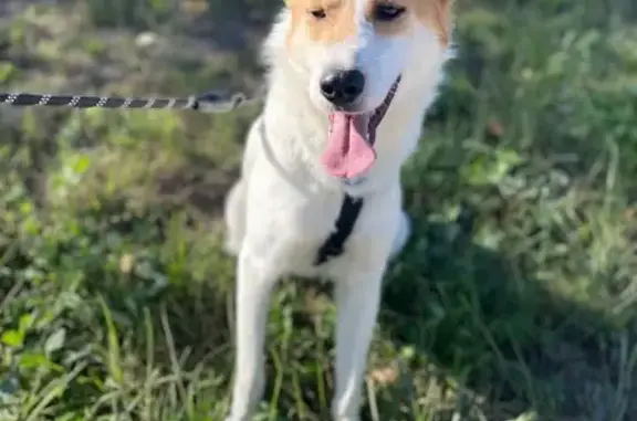 Собаки потеряшки, Москва, фото: Потеряшка собака, Востряковский пр., 15к5