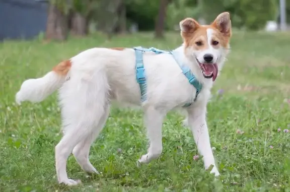Собаки потеряшки, Москва, фото: Потеряшка собака, Востряковский пр-д, 3А