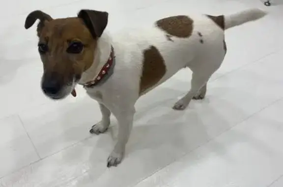 Собаки потеряшки, Кемерово, фото: Потеряшка собака, ул. Гагарина 140, Кемерово