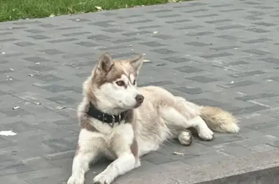 Собака найдена, Томск, 2-й Алеутский пер.