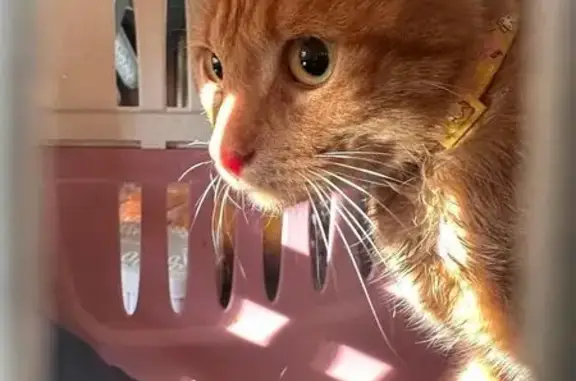 Найдена кошка, Московская область, фото: Рыжий кот найден в пос. Биокомбината