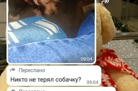 Найдена собака, Казань, фото: Собака найдена: ул. Сыртлановой, Казань