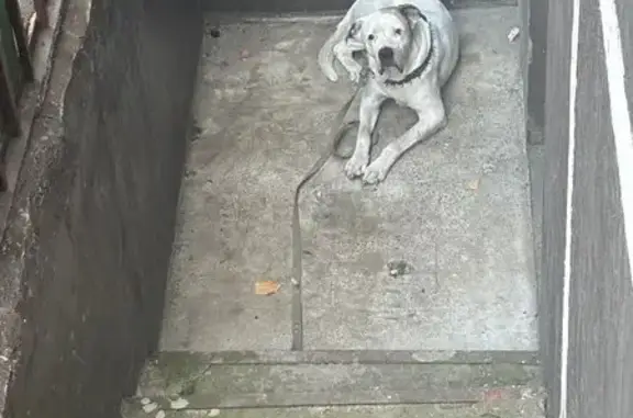 Найдена собака, Москва, фото: Собака найдена на Вяземской улице, Москва