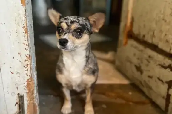 Найдена собака, Ставрополь, фото: Серый щенок найден: Белорусская 62, Ставрополь