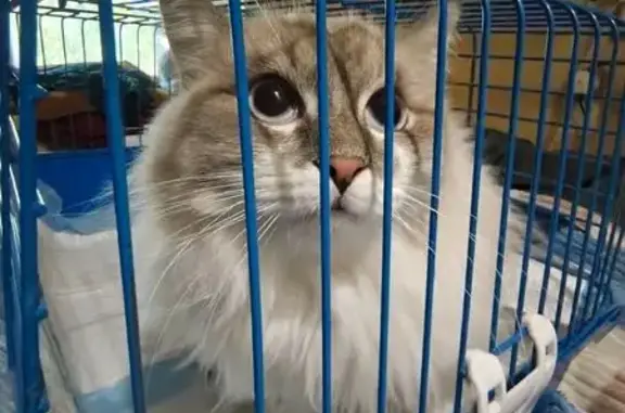 Найдена кошка, Новосибирск, фото: Кошка найдена на Учительской 19/1, Нск