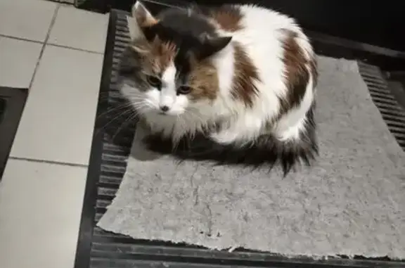 Найдена кошка, Мисайлово, фото: Кошка найдена: Литературный бул., 2, Мисайлово