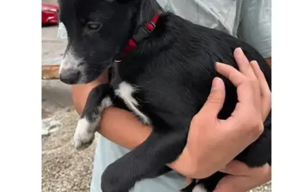 Найдена собака, Иркутск, фото: Собака найдена: Амурский проезд, 16, Иркутск