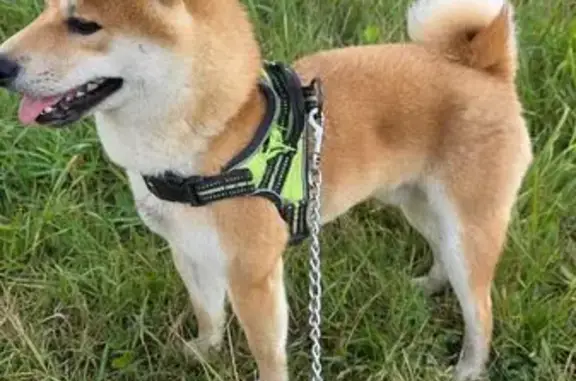 Найдена собака, Ухта, фото: Собака найдена на ул. Интернациональная, Ухта