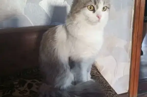 Пропала кошка, Хопёрская 17, Урюпинск