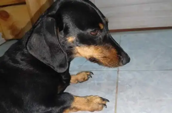 Пропала такса, Уриковское поселение