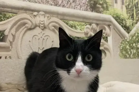 Пропала кошка, Югорск, ХМАО-Югра