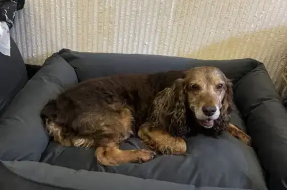 Собаки потеряшки, Москва, фото: Потеряшка собака на Профсоюзной 142к5