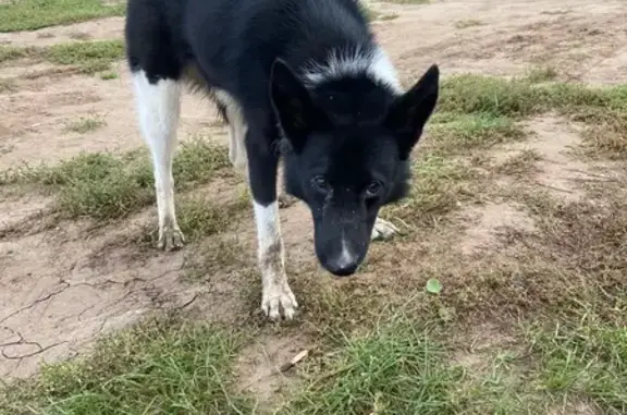 Найдена собака, Киров, фото: Собака найдена на Ленина, 191 к1, Киров