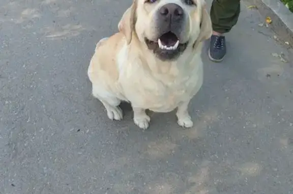 Найдена собака, Добрянка, фото: Лабрадор найден: пер. Строителей, 4, Добрянка