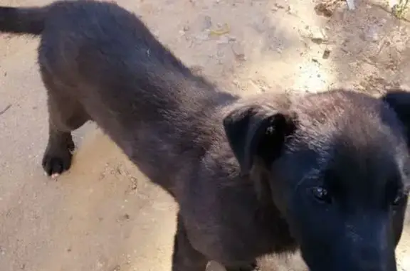 Щенок найден в Подольске, МО