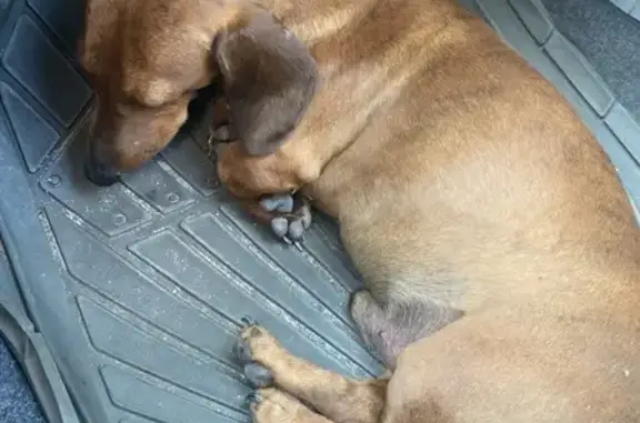 Такса найдена: пр. Овощеводов, 2