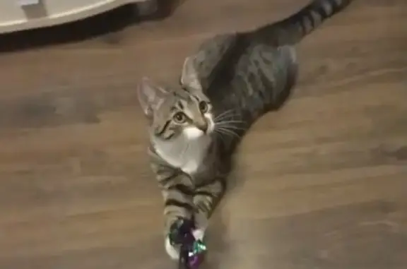 Кошки потеряшки, Санкт-Петербург, фото: Потеряшка кошка, ул. Доблести, 18 к1