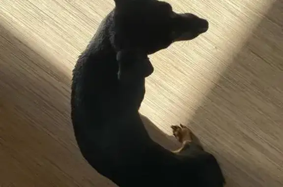 Найдена собака, городской округ Сургут, фото: Собака найдена: пр. Ленина, 50/1, Сургут