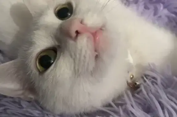 Кошки потеряшки, Санкт-Петербург, фото: Потеряшка кошка, 8-я Советская ул., 9-13