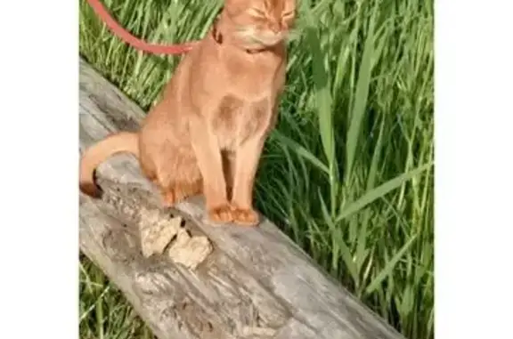 Кошки потеряшки, Челябинская область, фото: Потеряшка рыжая кошка, Касли, Челябинск