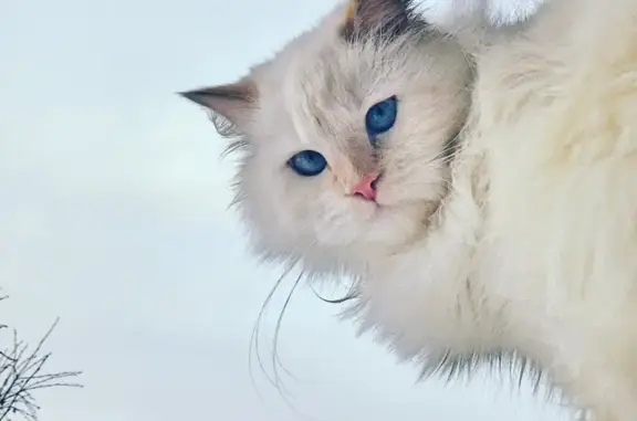 Пропала кошка, пр. Кирова 54, Мурманск