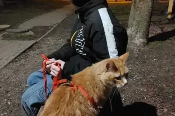 Пропала кошка, б-р Лефорта 24, Калининград