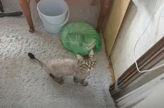 Найдена кошка, Энгельс, фото: Кот найден: ул. Волоха, 7, Энгельс