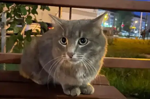 Серый кот найден: ул. Мира, 136, Пермь